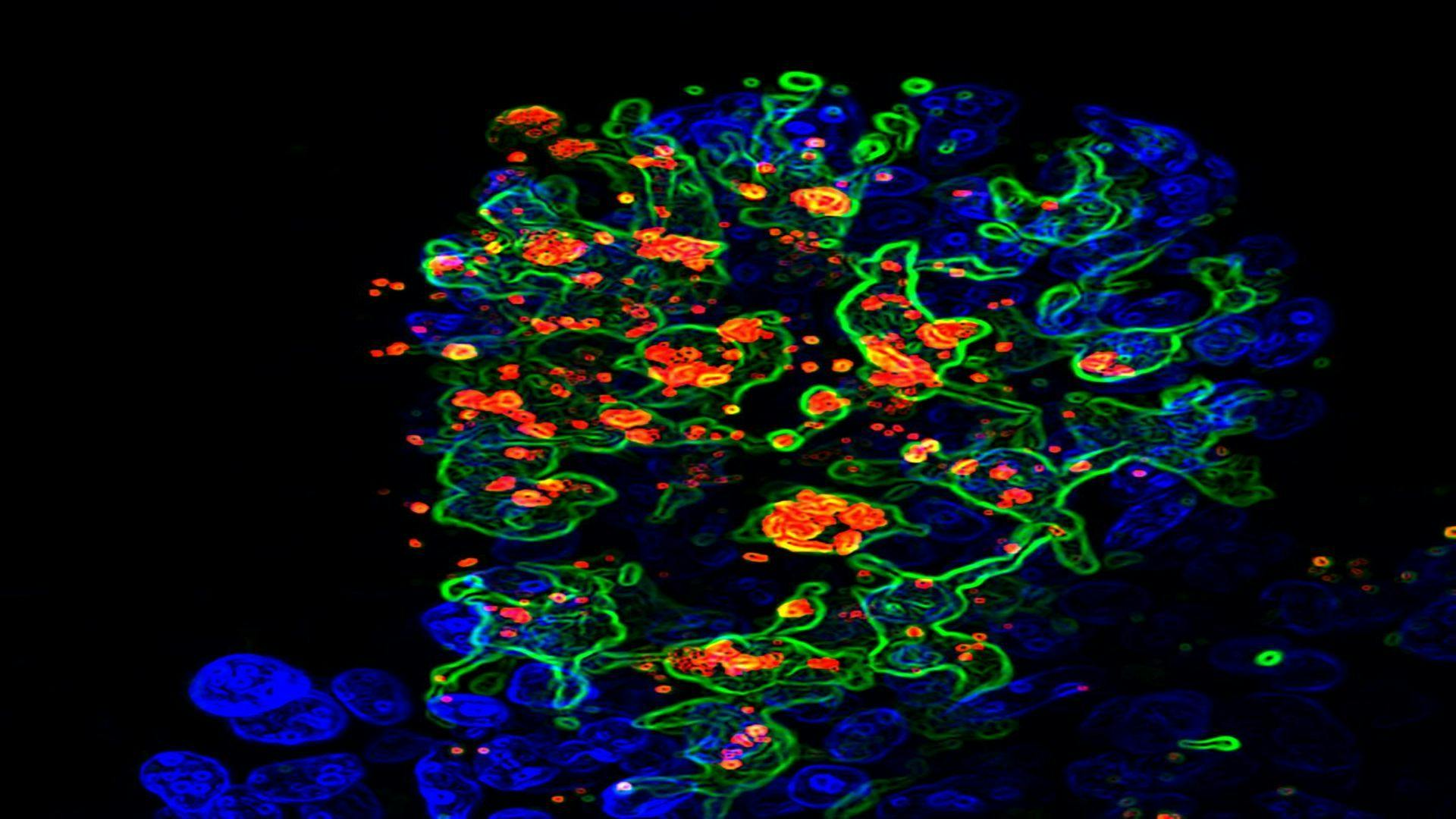 Scientists Identify Immune Cells That Keep Gut Fungi Under Control