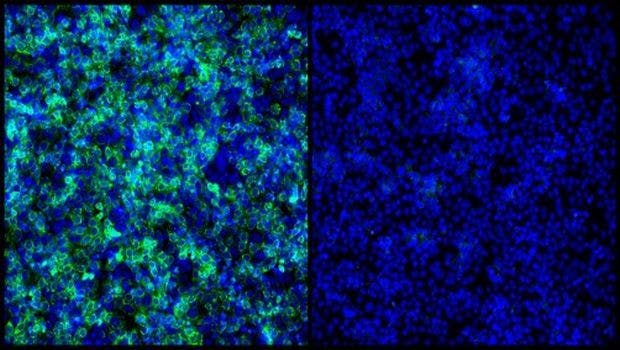 Penn Study Identifies Potent Inhibitor of Zika Entry Into Human Cells