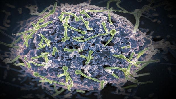 NIH Study of Ebola Patient Traces Disease Progression and Recovery