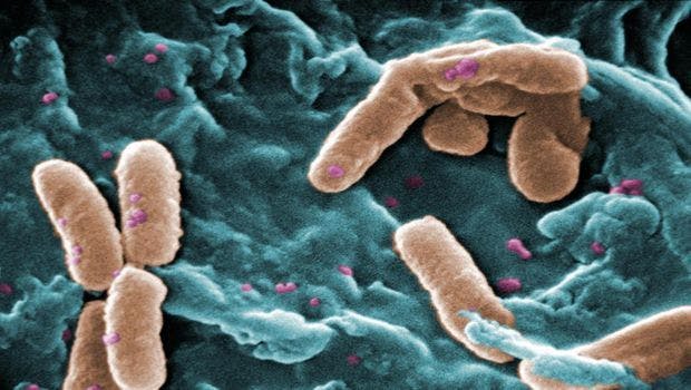 Scientists Devise a New Treatment for Antibiotic-Resistant Bacteria