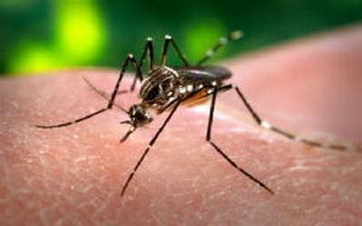 Disease-Bearing Mosquitoes Gain From Shrinkage of Green Spaces