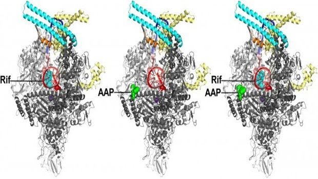 Rutgers Researchers Determine Structure of TB Drug Target