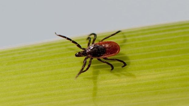 Lyme Disease Researchers Seek Consensus as Number of Cases Grows