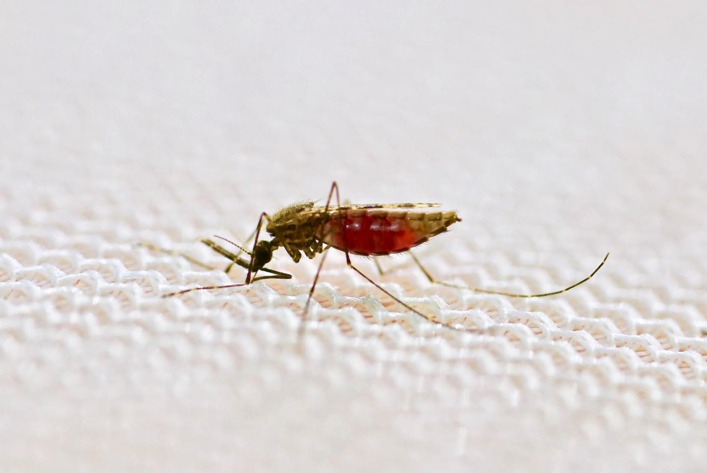 To Slow Malaria, Cure Mosquitoes With Drug-Treated Bed Nets