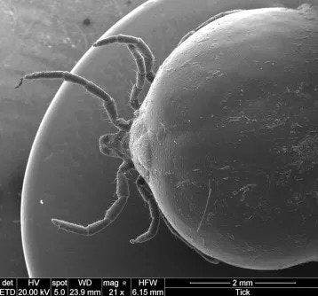 How Ticks Survive Between Meals: The Secret to Longevity is Bacteria