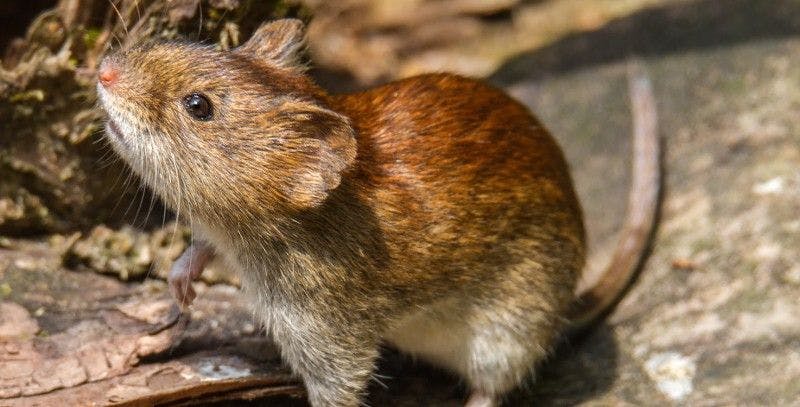 Does this rodent have Hantavirus?   (Adobe Stock,  137367129, by Bernd Wolter