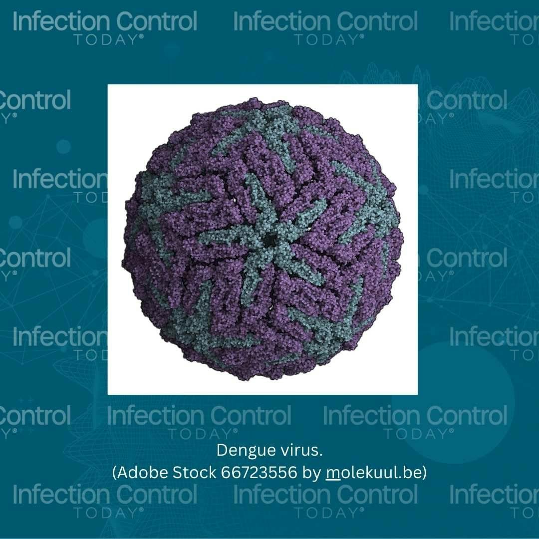 Dengue virus    (Adobe Stock 66723556 by molekuul.be)