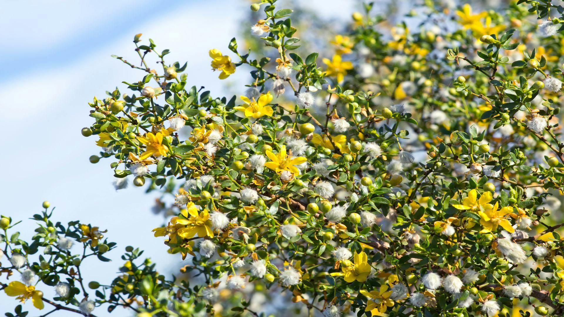 Compounds in Desert Creosote Bush Could Treat Giardia and Amoeba Infections
