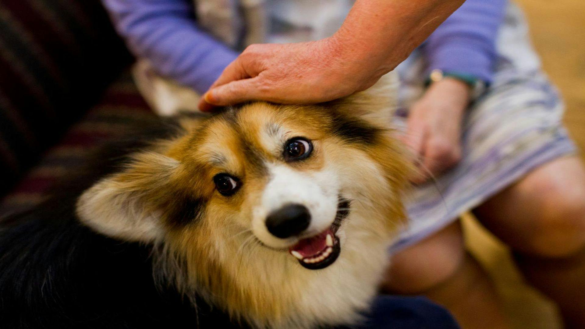 Could Therapy Animal Visitation Pose Risks at Healthcare Facilities?