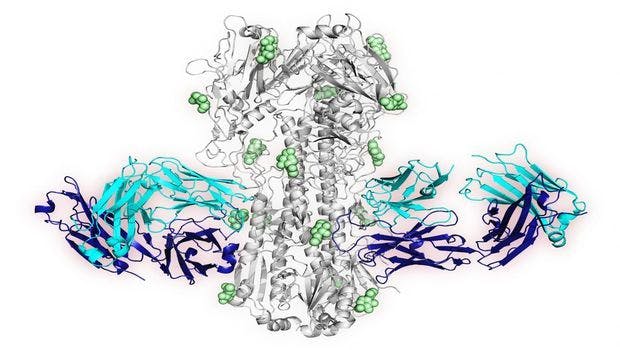 Vaccine Strategy Induces Antibodies That Can Target Multiple Influenza Viruses