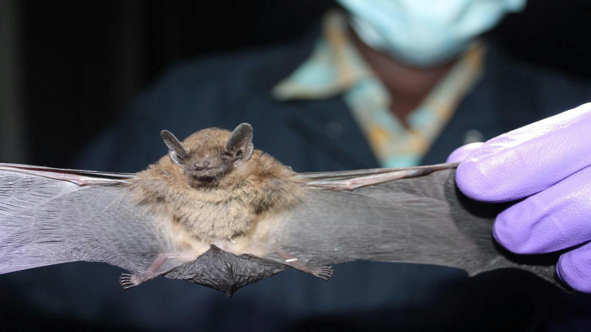 Bats are the Major Reservoir of Coronaviruses Worldwide