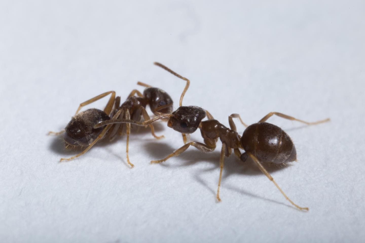 Learning From Insects: Ants Perform Risk-Averse Sanitary Care of Infectious Nest Mates