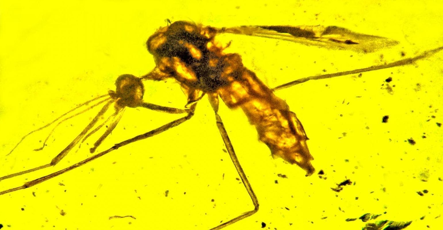 Malaria-Carrying Mosquitoes Were Present in Ancient Times