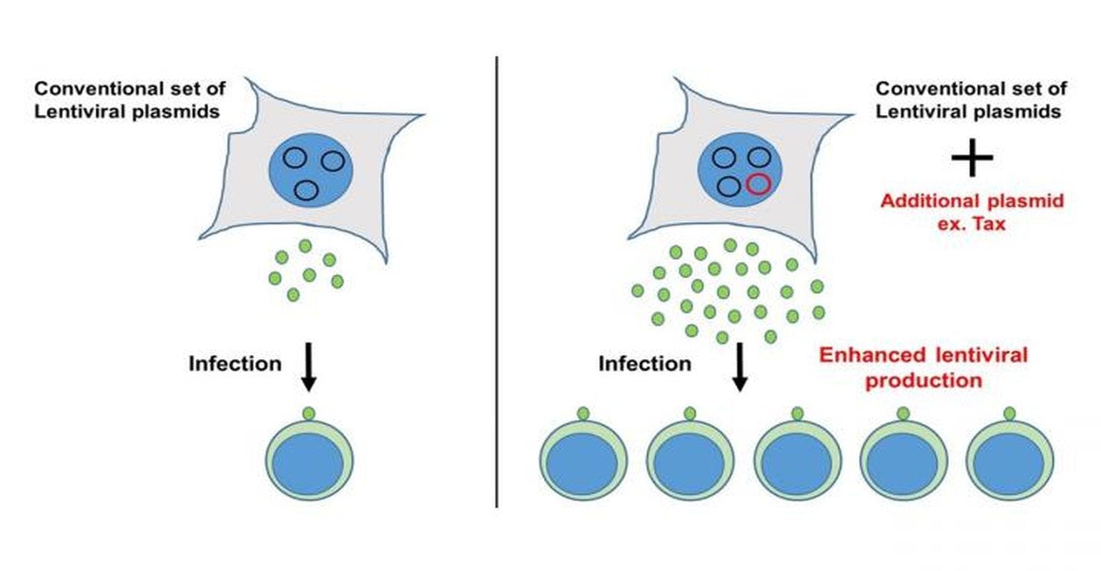 Virus Production Boosted in Cells to Generate More Vectors for Gene Transfer