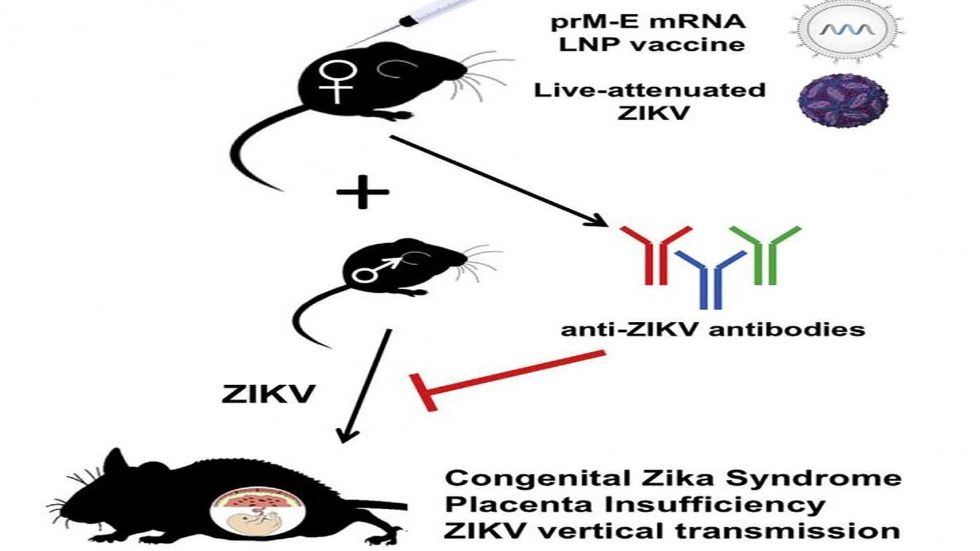 Experimental Vaccines Protect Against Zika-Related Congenital Damage