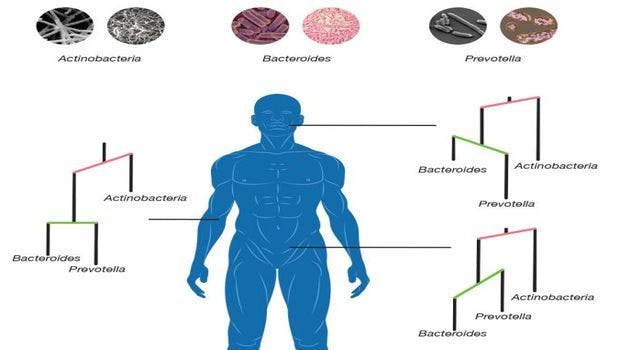 Microbes Evolved to Colonize Different Parts of the Human Body