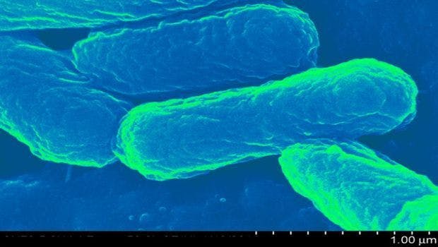 E. coli Might Be the Ideal Transport for Next-Gen Vaccines