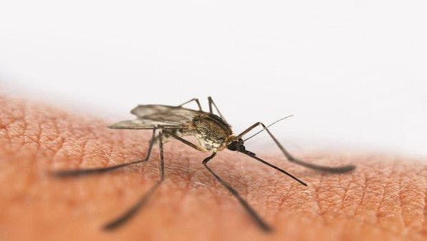 Device Will Rapidly, Accurately and Inexpensively Detect Zika Virus at Airports and Other Sites