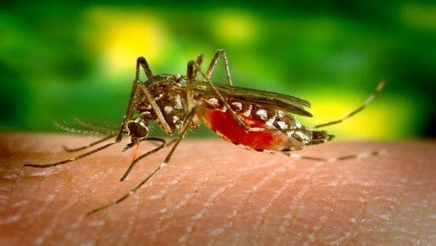 Mosquito Monitoring Has Limited Utility in Dengue Control, Study Finds