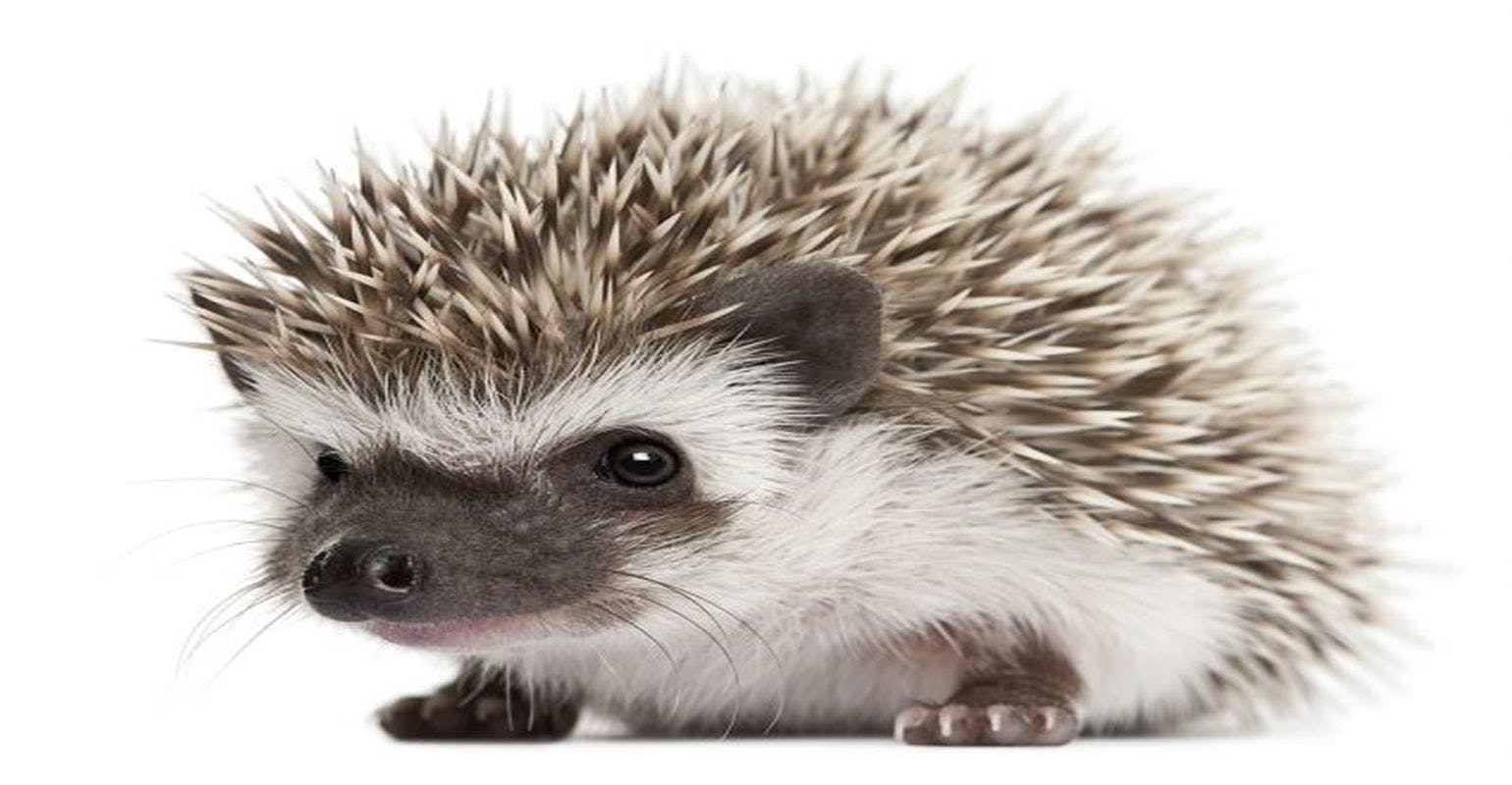 Salmonella Outbreak Linked to Pet Hedgehogs