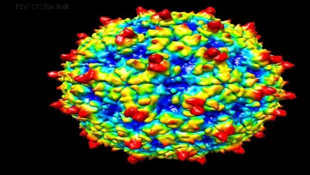 Scientists Solve Structure of Cold Virus Linked to Childhood Asthma