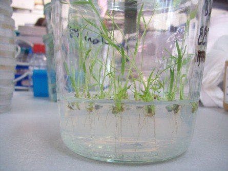 Transgenic Rice Plants Could Help to Neutralize HIV Transmission