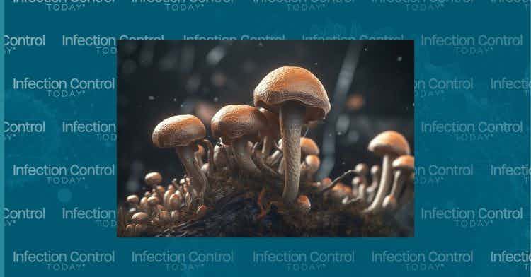 3D illustration: Candida auris   (Adobe Stock 635576411 By Niamh )