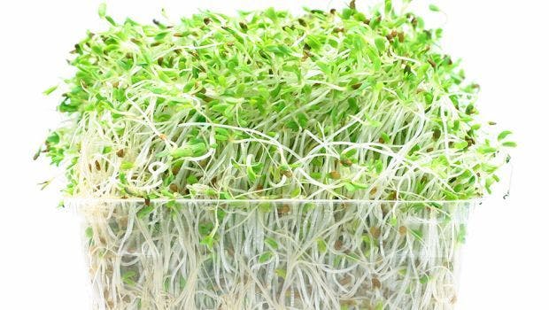 Multistate Outbreak of Salmonella Muenchen Infections Linked to Alfalfa Sprouts