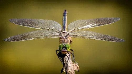 Dragonflies Serve as Inspiration for New Antimicrobial Surfaces on Medical Implants