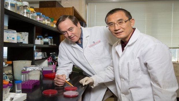UGA Research on Common Bacterium Opens Door to Fighting Gastric Cancer