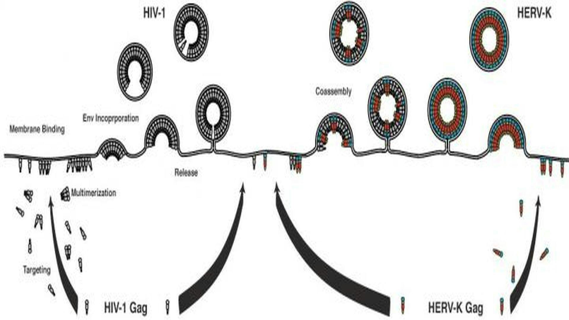 Ancient Retrovirus Embedded in the Human Genome Helps Fight HIV-1 Infection