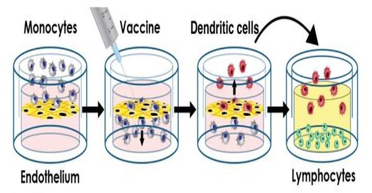 Scientists Unveil Completely Human Platform for Testing Age-Specific Vaccine Responses