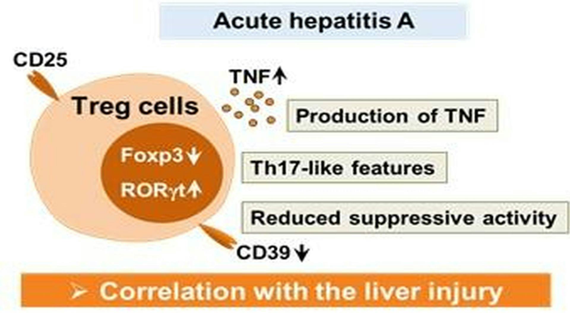 Cellular Mechanism for Severe Viral Hepatitis is Identified