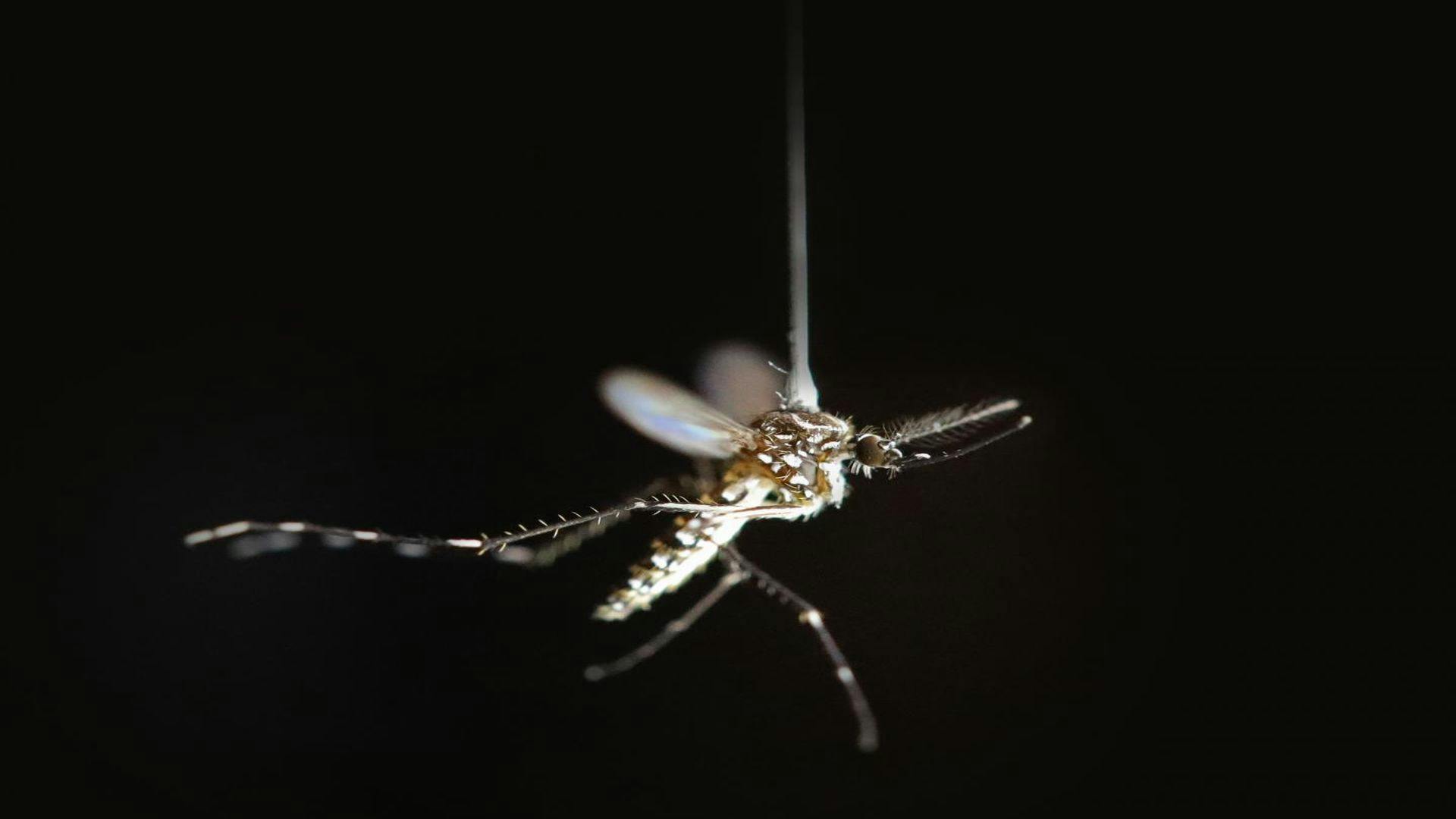 If You Swat Mosquitoes, They May Learn to Avoid Your Scent