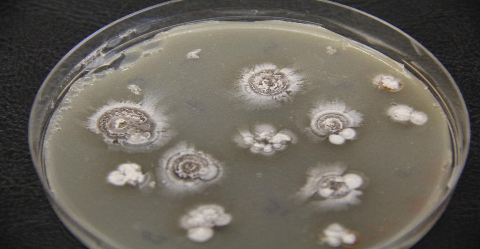 Scientists Find Potential Disease-Fighting 'Warheads' Hidden in Bacteria