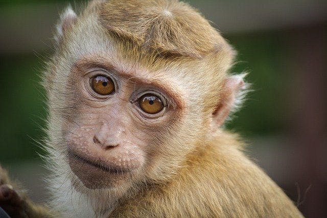 New Study: Hydroxychloroquine Works in Monkeys, Not Humans