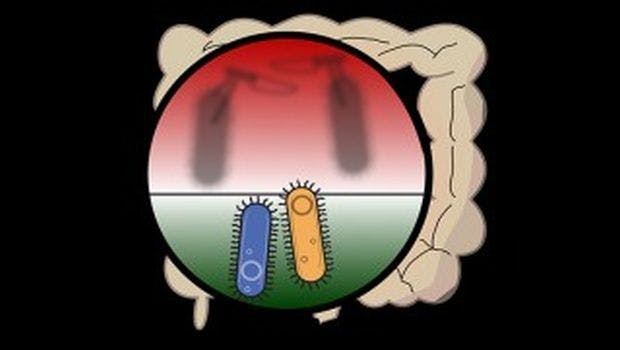 Bacterial Brawls Mark Life in the Gut's Microbiome