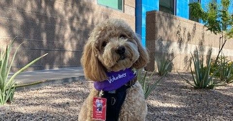 Caymus, a Goldendoodle, one half of a Pet Therapy Team in Phoenix, Az
