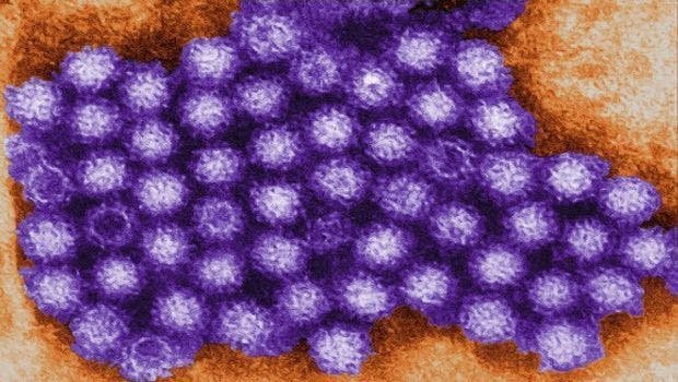 New Clues Found to How Norovirus Invades Cells
