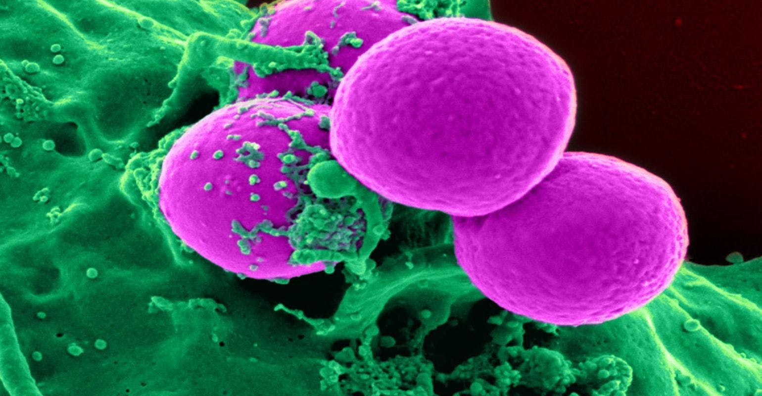 Researchers Discover How Antibiotic-Resistant Bacteria Construct Their Defense System