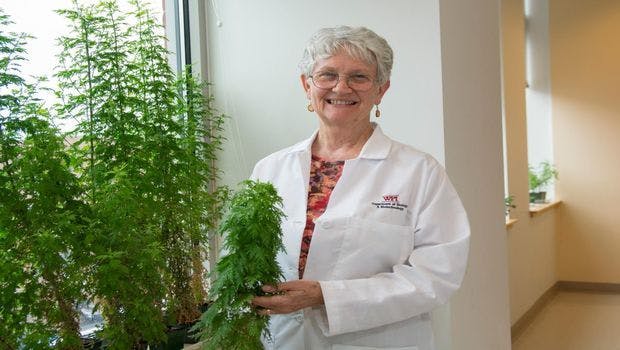 Patients With Drug-Resistant Malaria Cured by Plant Therapy Developed at WPI