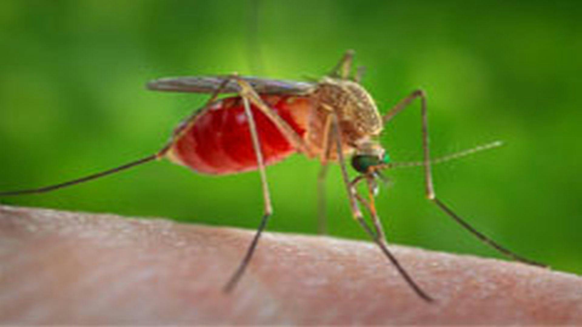 Epidemiologic and Clinical Parameters of West Nile Virus Infections in Humans