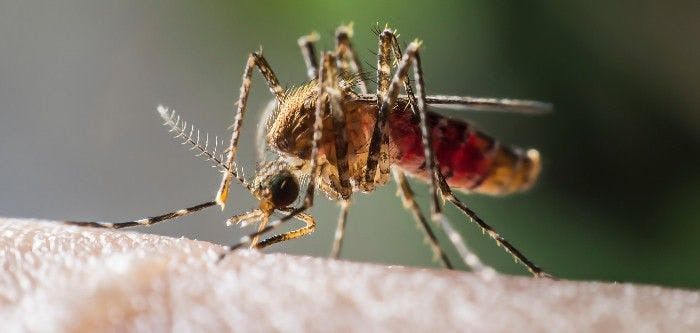 Mosquito drinks blood from human. Will the human contract malaria?    (Adobe Stock 80696320 by PeterO)