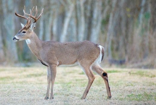 Picture of a white-tailed deer
