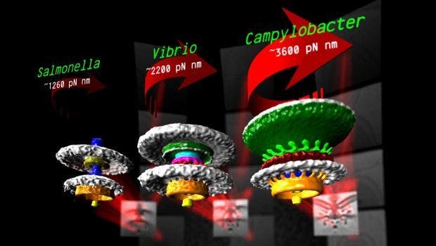 Images Reveal Bacterial Motor Parts in Unprecedented Detail