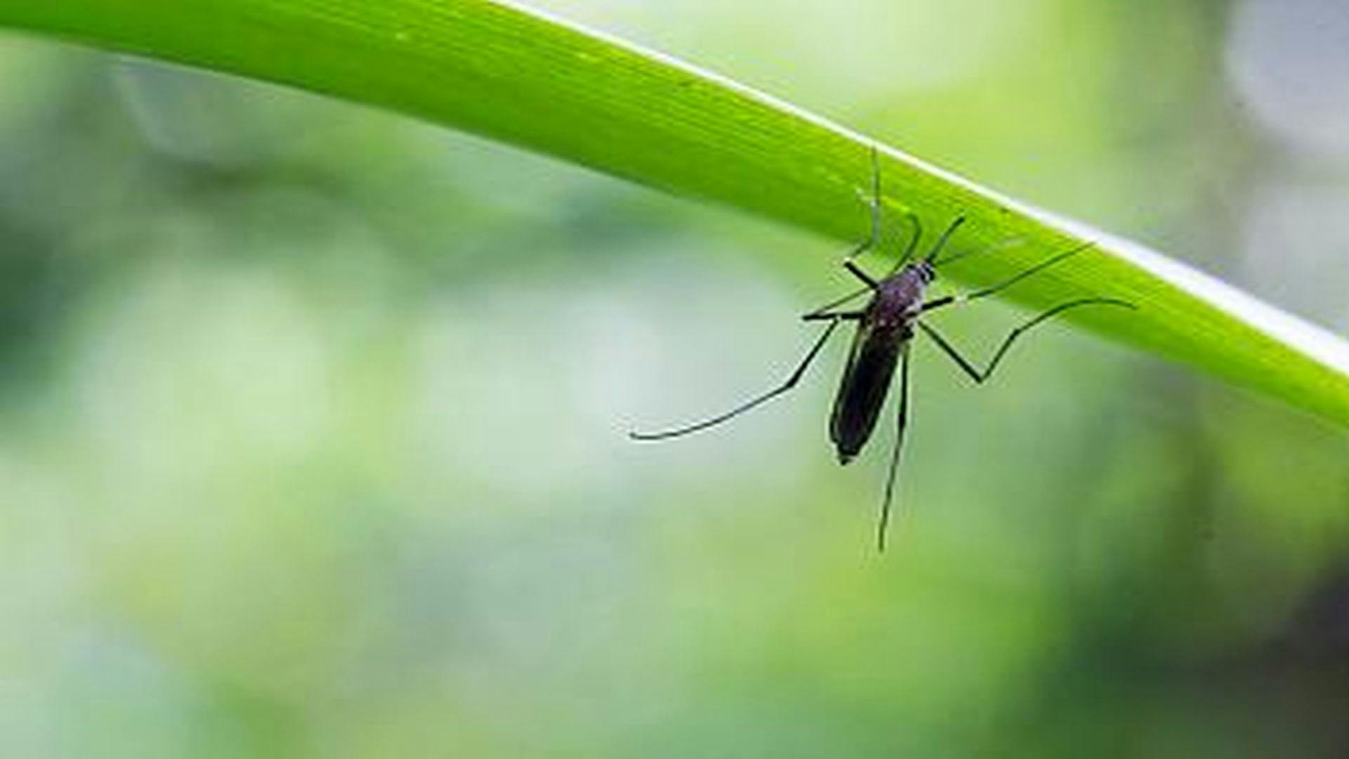 Development of a Novel Vaccine for Zika
