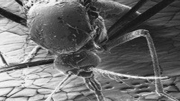 Entomologist Awarded $200,000 to Help Develop Rapid Zika Detection Tests