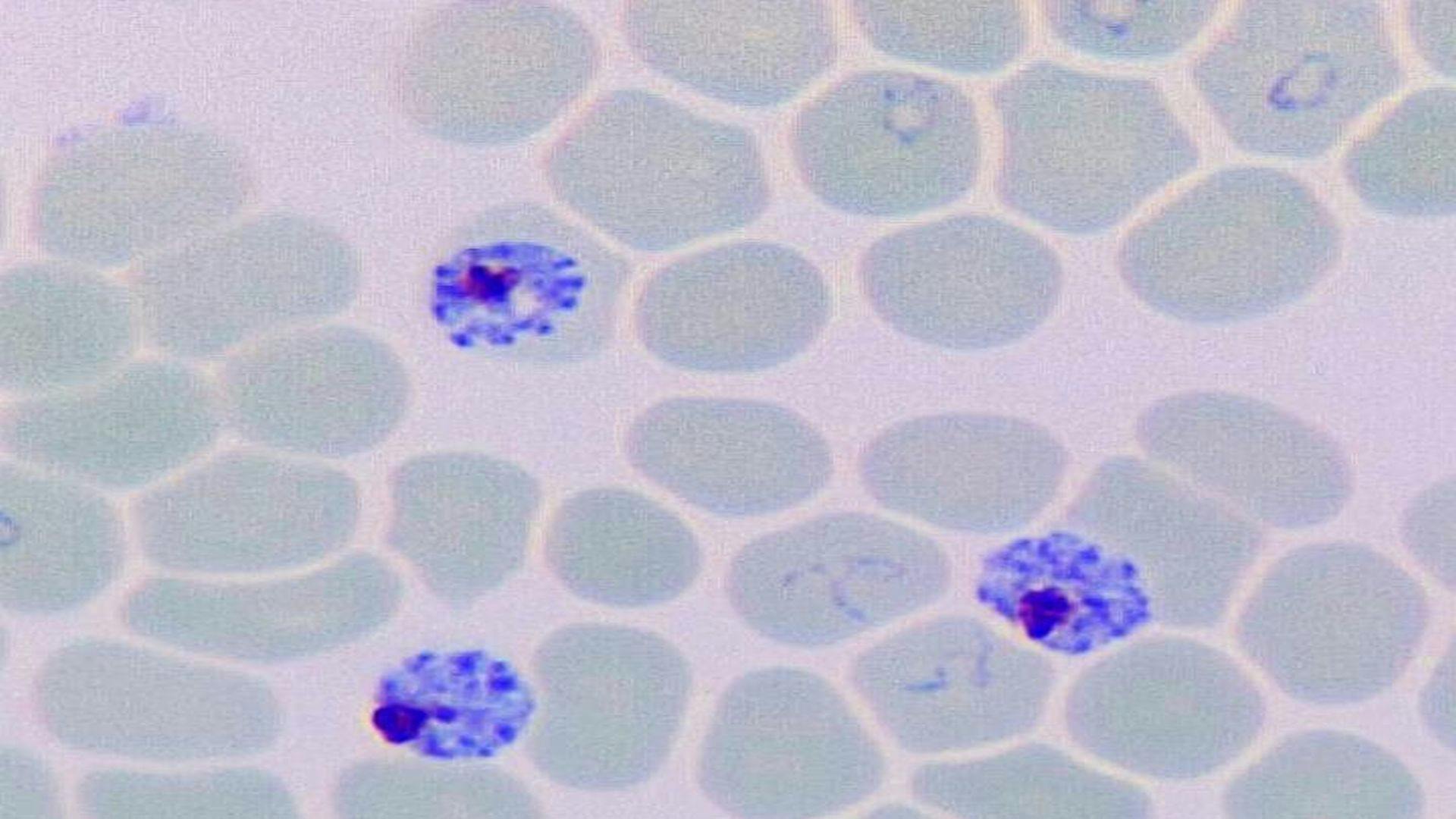 MMV Malaria Box is Phenotyped Against Plasmodium and Toxoplasma
