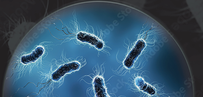 Close-up of 3d microscopic bacteria cells Escherichia Coli under a microscope.    (Adobe Stock 545000860 by Surrender)