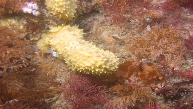 USF Scientists Discover Antarctic Sponge Extract Can Help Kill MRSA
